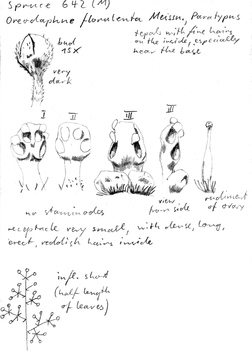 Vorschaubild Oreodaphne florulenta Meisn.